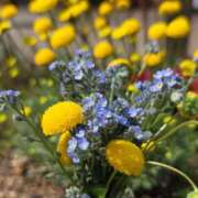 宮澤祐里 忘れな草をあなたに... 五十路マダムエクスプレス船橋店(カサブランカグループ)