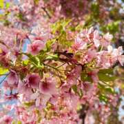 ヒメ日記 2026/03/10 18:09 投稿 しいな エマニエル秋葉原