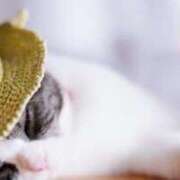 ヒメ日記 2026/04/16 17:05 投稿 イブキ PINK PLANET