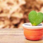 ヒメ日記 2026/04/19 08:45 投稿 イブキ PINK PLANET