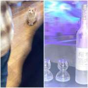 ヒメ日記 2026/04/27 11:56 投稿 すず あふたーすくーる本店