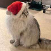 ヒメ日記 2025/12/30 17:45 投稿 さら ZERO