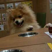 ヒメ日記 2026/02/05 14:32 投稿 らて 萌えカワ