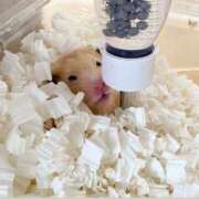 ヒメ日記 2026/02/11 08:32 投稿 らて 萌えカワ