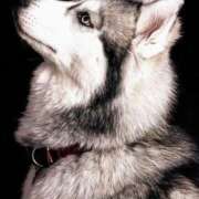 まや ハスキー！！！！ モアグループ熊谷人妻花壇