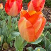 まりあ こんにちは 待ちナビ