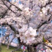 ヒメ日記 2026/04/05 19:02 投稿 まつさか ダイナマイト（鶯谷）