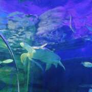 ヒメ日記 2026/03/19 14:30 投稿 あや【性感】 性感エステBianca豊中店