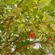 あや【性感】 🍎 性感エステBianca豊中店