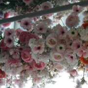 ヒメ日記 2026/04/17 22:35 投稿 新田　あやせ アロマキュアシス 吉祥寺