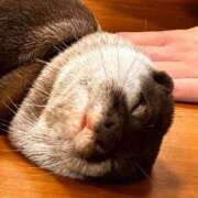 ヒメ日記 2026/04/22 08:00 投稿 新田　あやせ アロマキュアシス 吉祥寺