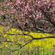 ヒメ日記 2026/01/28 13:45 投稿 さくら おいらん遊郭