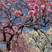 ヒメ日記 2026/03/07 10:12 投稿 さくら おいらん遊郭