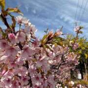 ヒメ日記 2026/04/02 21:15 投稿 さくら おいらん遊郭