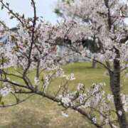 ヒメ日記 2026/04/05 13:35 投稿 さくら おいらん遊郭