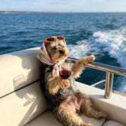 ヒメ日記 2026/04/29 08:17 投稿 さくら おいらん遊郭