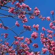 ヒメ日記 2026/01/23 14:27 投稿 あおな ハピネス東京