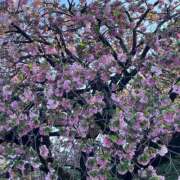 ヒメ日記 2026/04/18 07:37 投稿 あおな ハピネス東京