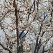 ヒメ日記 2026/02/23 21:50 投稿 保坂あゆか アロマファンタジー高輪