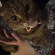 ヒメ日記 2026/03/30 15:19 投稿 ほむら ウルトラドリーム