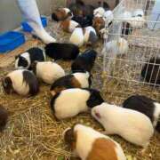なのなの 🐹 デリス新宿