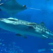 夕凪まひる 海の幸好きですか？ ワイフコレクション