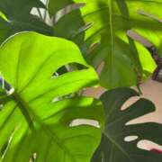 ヒメ日記 2026/01/18 09:31 投稿 夕凪まひる ワイフコレクション