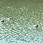 ヒメ日記 2026/01/26 10:07 投稿 夕凪まひる ワイフコレクション