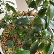 夕凪まひる めが！！ ワイフコレクション