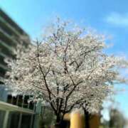 ヒメ日記 2026/03/24 17:03 投稿 みやび 所沢東村山ちゃんこ