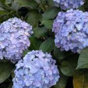 ヒメ日記 2026/06/26 19:15 投稿 結貴しずく Mrs. Dandy shinagawa