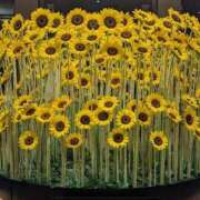 ヒメ日記 2026/08/14 19:28 投稿 結貴しずく Mrs. Dandy shinagawa
