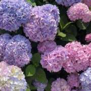 ヒメ日記 2026/06/28 13:13 投稿 りの 見学娘