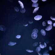 ヒメ日記 2026/01/17 14:57 投稿 エマ RING