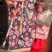 ヒメ日記 2026/01/17 22:16 投稿 あきら 熟女家 京橋店