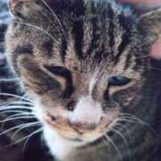 ヒメ日記 2026/04/03 18:42 投稿 さくま 熟女の風俗最終章 本厚木店