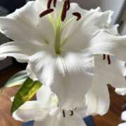 まさみ 完熟ばなな川崎店 まさみです 完熟ばなな川崎