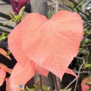 ヒメ日記 2026/04/05 12:22 投稿 まさみ 完熟ばなな川崎