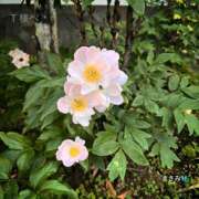 ヒメ日記 2026/05/15 10:34 投稿 まさみ 完熟ばなな川崎