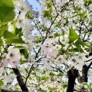 ヒメ日記 2026/03/30 20:57 投稿 かほ★ プリマドンナ