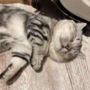 ヒメ日記 2025/12/30 14:55 投稿 みらん タレント倶楽部シャングリラ