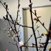 ヒメ日記 2026/01/25 21:07 投稿 まさみ 完熟ばなな 横浜