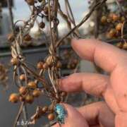 ヒメ日記 2026/03/20 14:21 投稿 まさみ 完熟ばなな 横浜