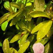 ヒメ日記 2026/04/02 16:27 投稿 まさみ 完熟ばなな 横浜