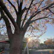 ヒメ日記 2026/04/03 06:39 投稿 まさみ 完熟ばなな 横浜