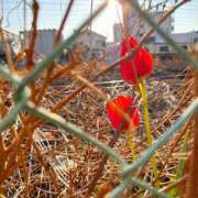 ヒメ日記 2026/04/11 09:10 投稿 まさみ 完熟ばなな 横浜