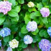 ヒメ日記 2026/06/01 09:43 投稿 まさみ 完熟ばなな 横浜