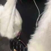 ヒメ日記 2025/12/09 22:11 投稿 るる ピンクコレクション大阪