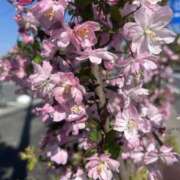 ヒメ日記 2026/04/11 20:08 投稿 松岡 あなたに逢いたくて