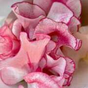 琥珀 28日(土)の出勤📢 渋谷 風俗 奥様発情の会